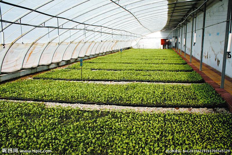 寿光鸿盛温室 冬暖式蔬菜大棚 套菜 农业机械 拱棚建造